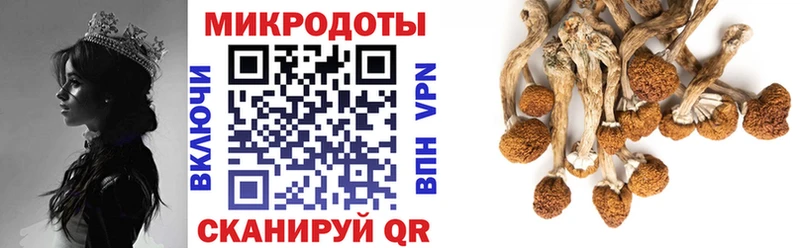 Галлюциногенные грибы Psilocybine cubensis  Купить  Сыктывкар 